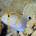 goby_shrimp_randalls_kimaab14_h_0013_sul7581.jpg
